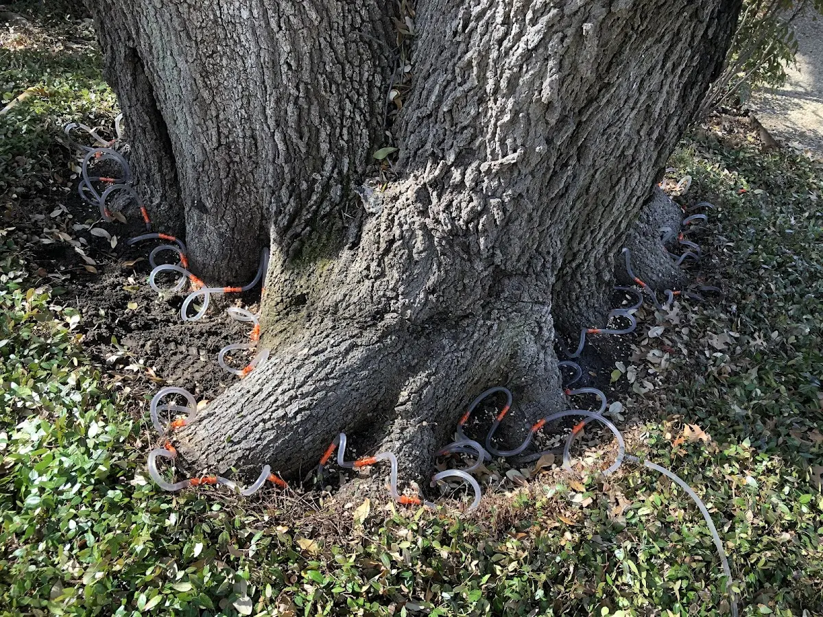 Detailed Tree Cabling and Bracing job site in Mechanicsville